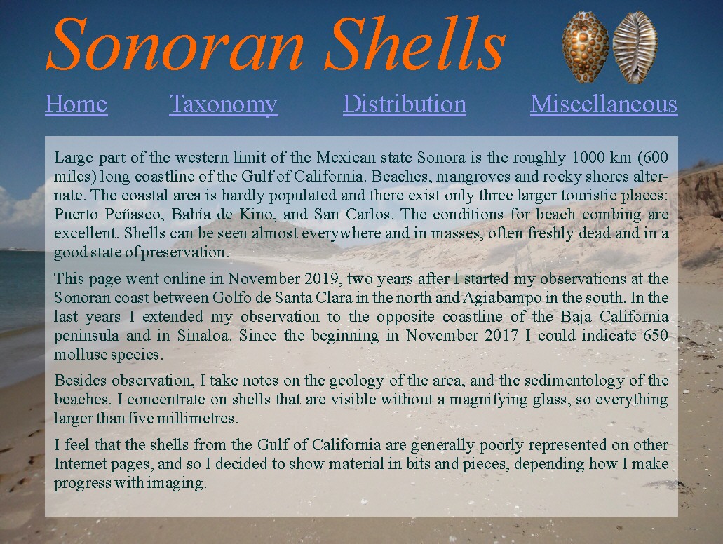 Sonoran Shells
